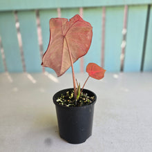 Load image into Gallery viewer, #R483 Caladium