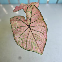 Load image into Gallery viewer, #RD35 Caladium