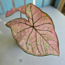 Load image into Gallery viewer, #RD35 Caladium