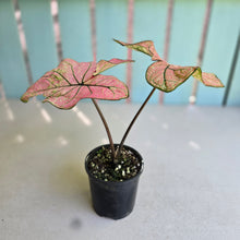 Load image into Gallery viewer, #RD35 Caladium
