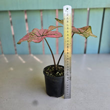 Load image into Gallery viewer, #RD35 Caladium