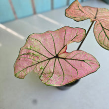 Load image into Gallery viewer, #RD35 Caladium