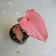 Load image into Gallery viewer, #D118 Caladium