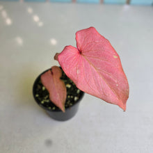 Load image into Gallery viewer, #D118 Caladium