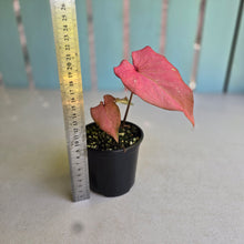 Load image into Gallery viewer, #D118 Caladium