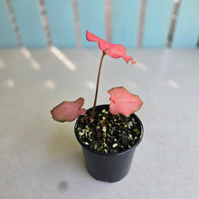Load image into Gallery viewer, #D118 Caladium