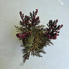 Load image into Gallery viewer, #R7 Selaginella Erythropus - Red Club Moss
