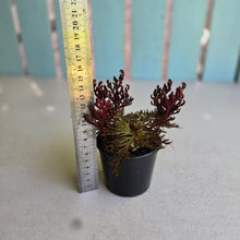 Load image into Gallery viewer, #R7 Selaginella Erythropus - Red Club Moss