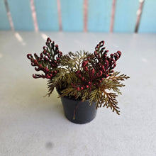 Load image into Gallery viewer, #R7 Selaginella Erythropus - Red Club Moss