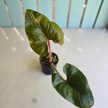 Load image into Gallery viewer, #D912 Philodendron Serpens