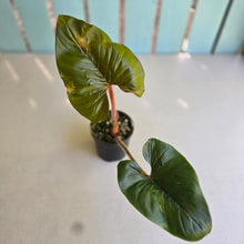 Load image into Gallery viewer, #D912 Philodendron Serpens