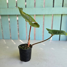 Load image into Gallery viewer, #D912 Philodendron Serpens