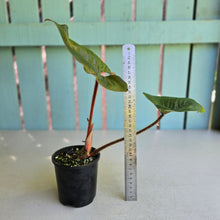 Load image into Gallery viewer, #D912 Philodendron Serpens