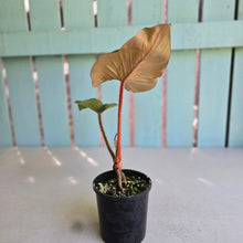 Load image into Gallery viewer, #D912 Philodendron Serpens