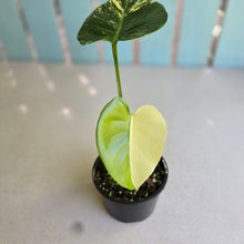 Load image into Gallery viewer, #R214 Variegated Monstera Deliciosa Aurea