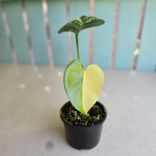 Load image into Gallery viewer, #R214 Variegated Monstera Deliciosa Aurea