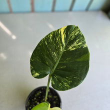 Load image into Gallery viewer, #R214 Variegated Monstera Deliciosa Aurea