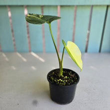 Load image into Gallery viewer, #R214 Variegated Monstera Deliciosa Aurea