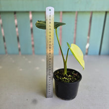 Load image into Gallery viewer, #R214 Variegated Monstera Deliciosa Aurea