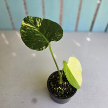 Load image into Gallery viewer, #R214 Variegated Monstera Deliciosa Aurea