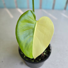Load image into Gallery viewer, #R214 Variegated Monstera Deliciosa Aurea