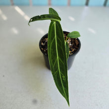 Load image into Gallery viewer, #R882 Anthurium Warocqueanum