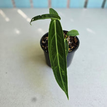 Load image into Gallery viewer, #R882 Anthurium Warocqueanum