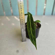 Load image into Gallery viewer, #R882 Anthurium Warocqueanum