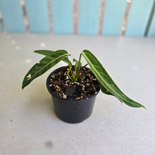 Load image into Gallery viewer, #R882 Anthurium Warocqueanum
