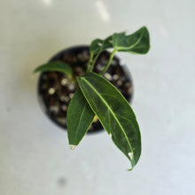 Load image into Gallery viewer, #R882 Anthurium Warocqueanum