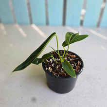 Load image into Gallery viewer, #R882 Anthurium Warocqueanum