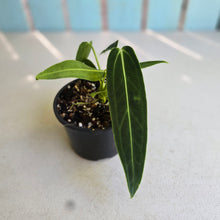 Load image into Gallery viewer, #RD6 Anthurium Warocqueanum