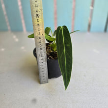 Load image into Gallery viewer, #RD6 Anthurium Warocqueanum