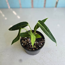 Load image into Gallery viewer, #RD6 Anthurium Warocqueanum