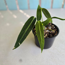 Load image into Gallery viewer, #RD6 Anthurium Warocqueanum