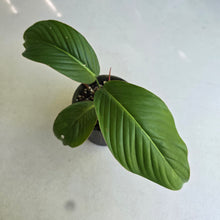 Load image into Gallery viewer, #RB14 Philodendron Geniculatum