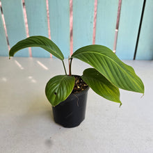 Load image into Gallery viewer, #RB14 Philodendron Geniculatum