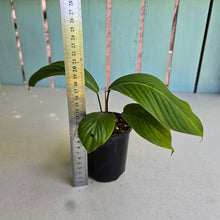 Load image into Gallery viewer, #RB14 Philodendron Geniculatum