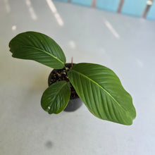 Load image into Gallery viewer, #RB14 Philodendron Geniculatum