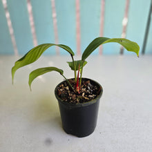 Load image into Gallery viewer, #RB14 Philodendron Geniculatum