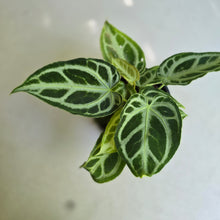 Load image into Gallery viewer, #R371 Multi-headed, Thick Veined Anthurium Crystallinum x