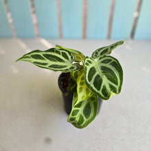 Load image into Gallery viewer, #R371 Multi-headed, Thick Veined Anthurium Crystallinum x