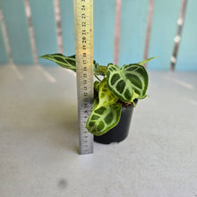 Load image into Gallery viewer, #R371 Multi-headed, Thick Veined Anthurium Crystallinum x