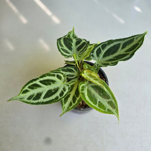 Load image into Gallery viewer, #R371 Multi-headed, Thick Veined Anthurium Crystallinum x