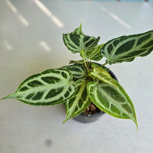 Load image into Gallery viewer, #R371 Multi-headed, Thick Veined Anthurium Crystallinum x