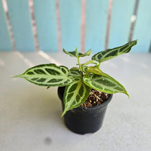 Load image into Gallery viewer, #R371 Multi-headed, Thick Veined Anthurium Crystallinum x
