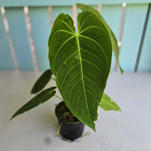 Load image into Gallery viewer, #D118 Anthurium Warocqueanum x Waterburyanum