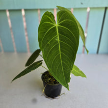 Load image into Gallery viewer, #D118 Anthurium Warocqueanum x Waterburyanum