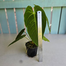 Load image into Gallery viewer, #D118 Anthurium Warocqueanum x Waterburyanum