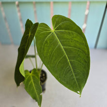 Load image into Gallery viewer, #D118 Anthurium Warocqueanum x Waterburyanum